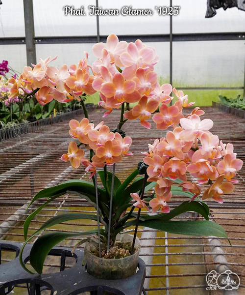 美琪園藝Miki Orchid - 品種詳細頁